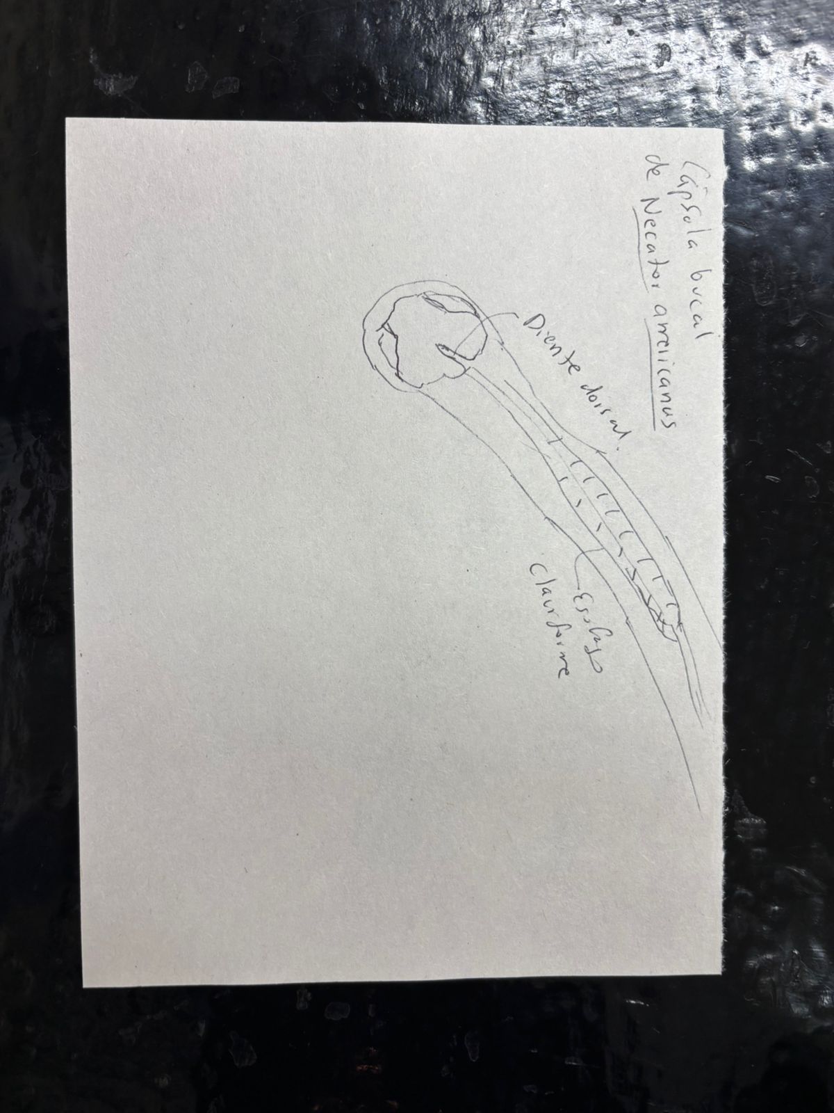 <p>Identificación: Necator americanus</p><p>Estructuras diagnósticas:</p><ul><li><p>Dos placas semilunares cortantes en el margen ventral</p></li><li><p>Un diente mediano dorsal </p></li><li><p>Un par de lancetas triangulares.</p></li><li><p>Esófago claviforme</p></li></ul><p></p>