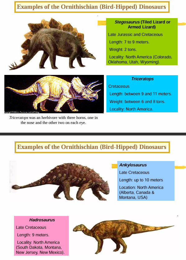 <p><span><strong><span>Bird hipped Dinosaurs</span></strong></span></p><p class="is-empty is-editor-empty">Stegosaurus (Tiled Lizard or Armed Lizard)</p><p class="is-empty is-editor-empty">Triceratops</p><p class="is-empty is-editor-empty">Ankylosaurus</p><p class="is-empty is-editor-empty">Hadrosaurus</p>