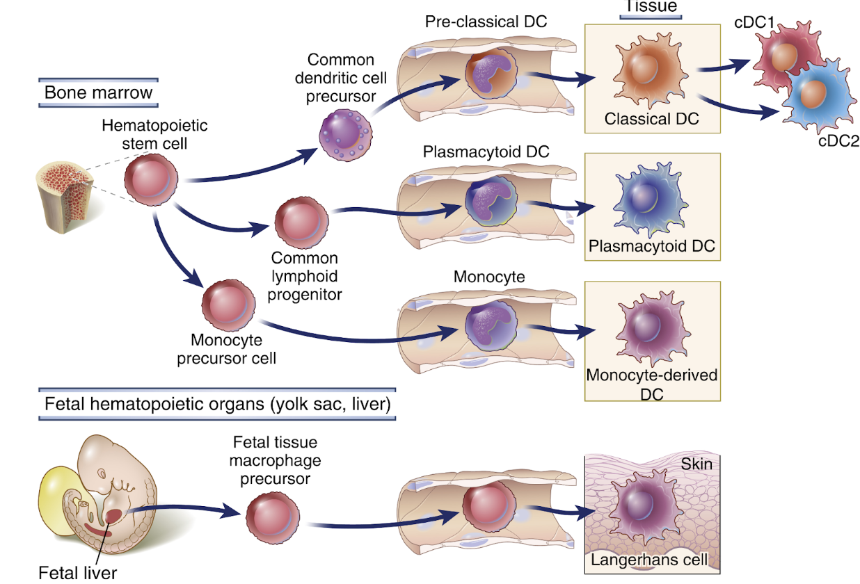 <p>De mognar i benmärgen från en <strong>lymfoid</strong> <strong>progenitorcell</strong> eller från en monocyt för att sedan migrera till vävnad. </p><p>Vid aktivering kommer cellen utsöndra cytokiner, framförallt den antivirala cytokinen <strong>typ I IFN</strong>. </p>