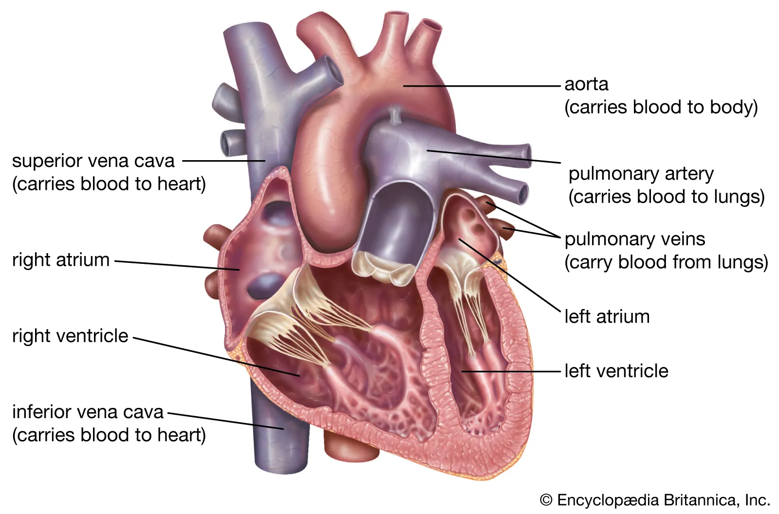 <p>Labelled human heart</p>