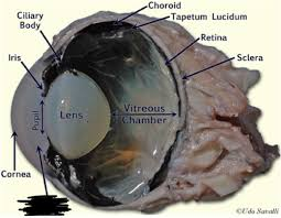 <p><span style="background-color: transparent;">Tapetum Lucidum</span></p>