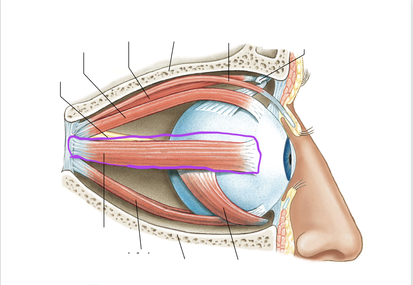 <p>Connects from the posterior orbit to the lateral eye</p>