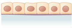 <p><span>This is an example of </span><span style="color: mediumseagreen"><strong>[...]</strong></span><span> epithelial tissue</span></p>