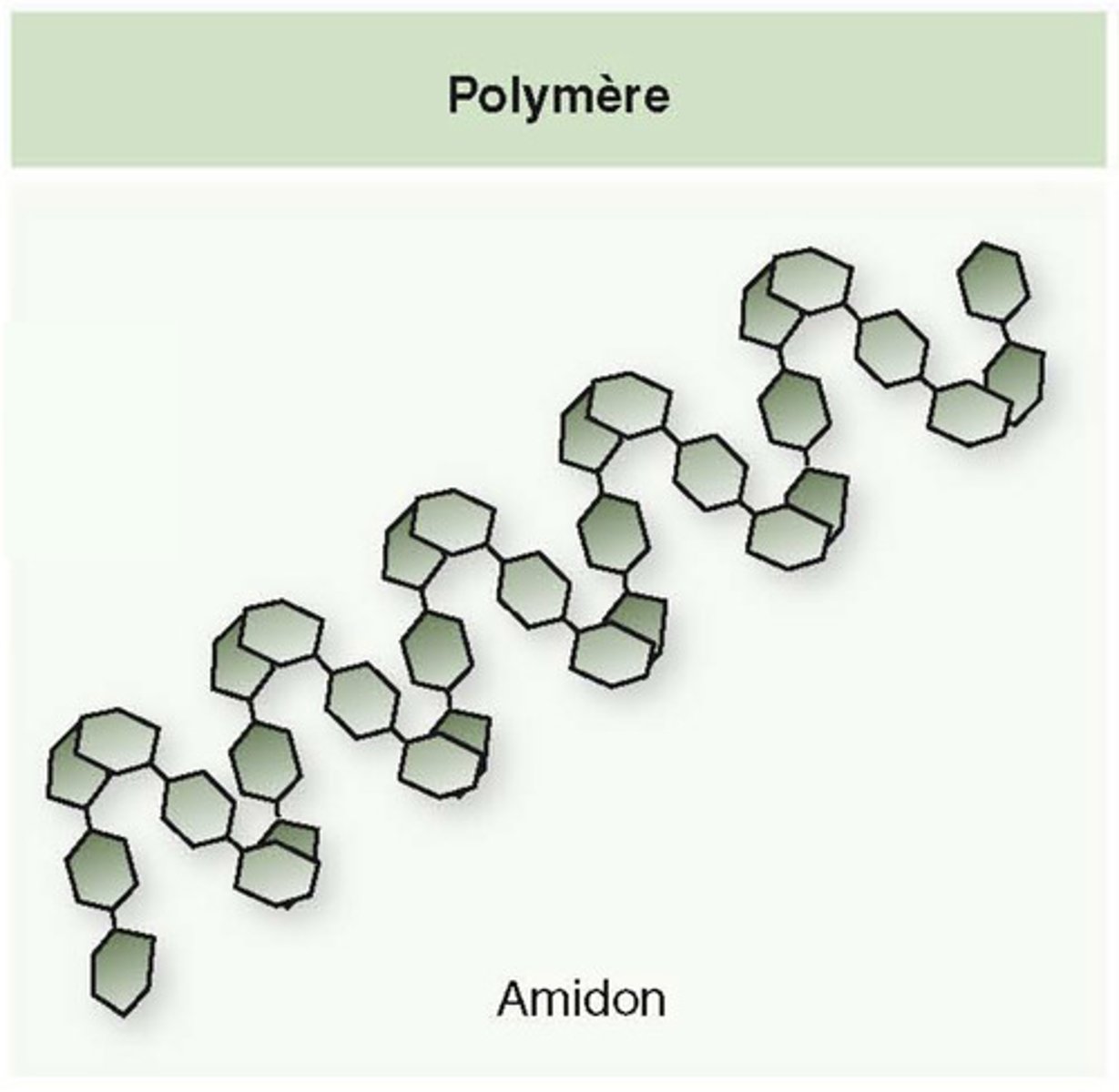 <p>Assemblage d'une succession de monomères</p>