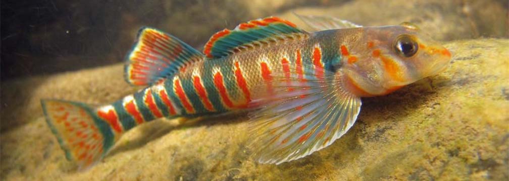 <p>Perches, Darters, Logperch, Walleye, Sauger</p>