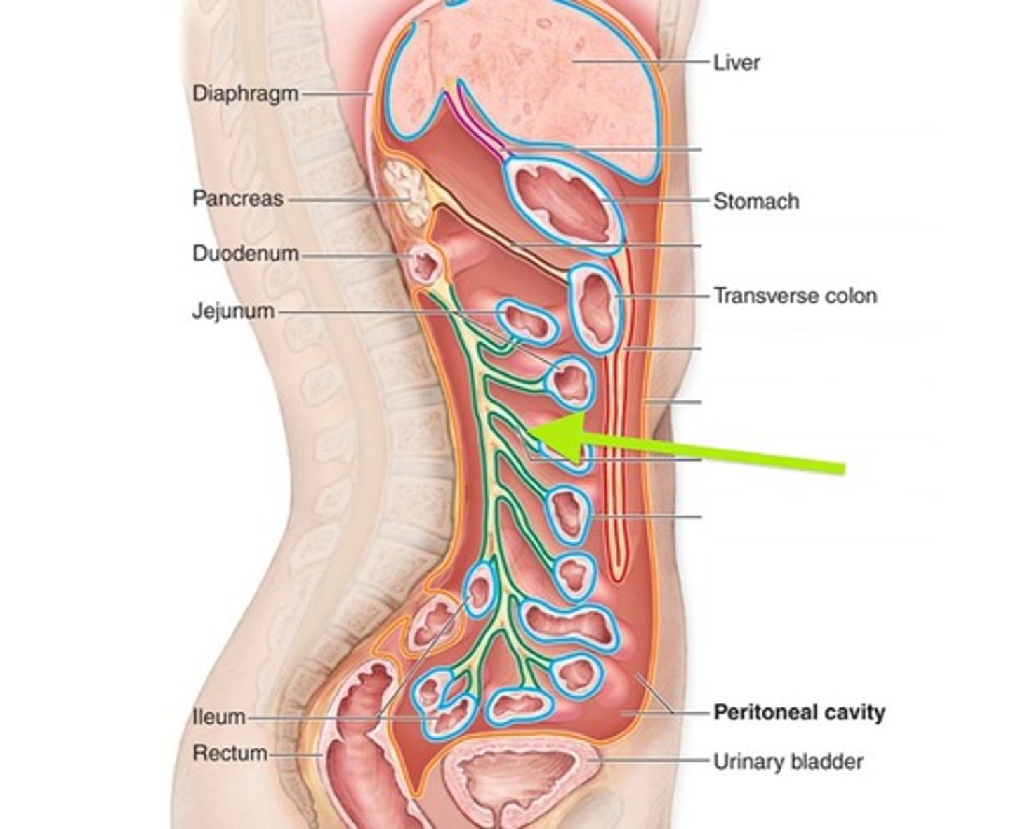 knowt flashcard image