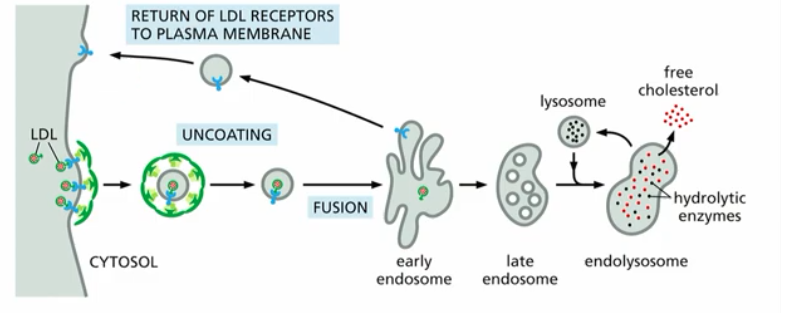 <p>process overview:</p><p>Low Density Lipoprotein (LDL) binds to cholesterol → LDL-C bound to PM receptor →clathrin coat vesicle forms (clathrin coat selects cargo, gives curvature to vesicle, promotes vesicle budding)→unncoating→fusion (to early endosome)</p><p>then, s basic principles</p><ol><li><p>recycling of receptor</p></li><li><p>transcytosis of free cholesterol</p></li><li><p>degradation of cholestorol in late endosome, endolysosome, lysosome, </p></li></ol><p></p>