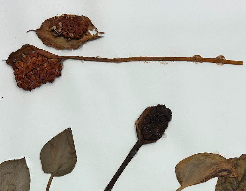 <p>Alismatales</p><p>Araceae</p>