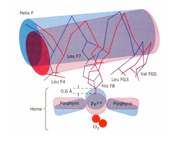 <p>changes in heme: Fe2+ gets smaller since e- are being pulled away and moves about 0.6 angstroms into the heme plane</p><p>F-helix moves about 1 angstrom (iron pulls on His F8)</p><p>changes at a1b2 interface: Asp G1b H bond with Tyr C7a ←→ Asn G4b H bond with Asp G1a</p><p>at C termini of alpha and beta chains: O2 stabilizes R state and H bonds stabilizes T conformation</p>
