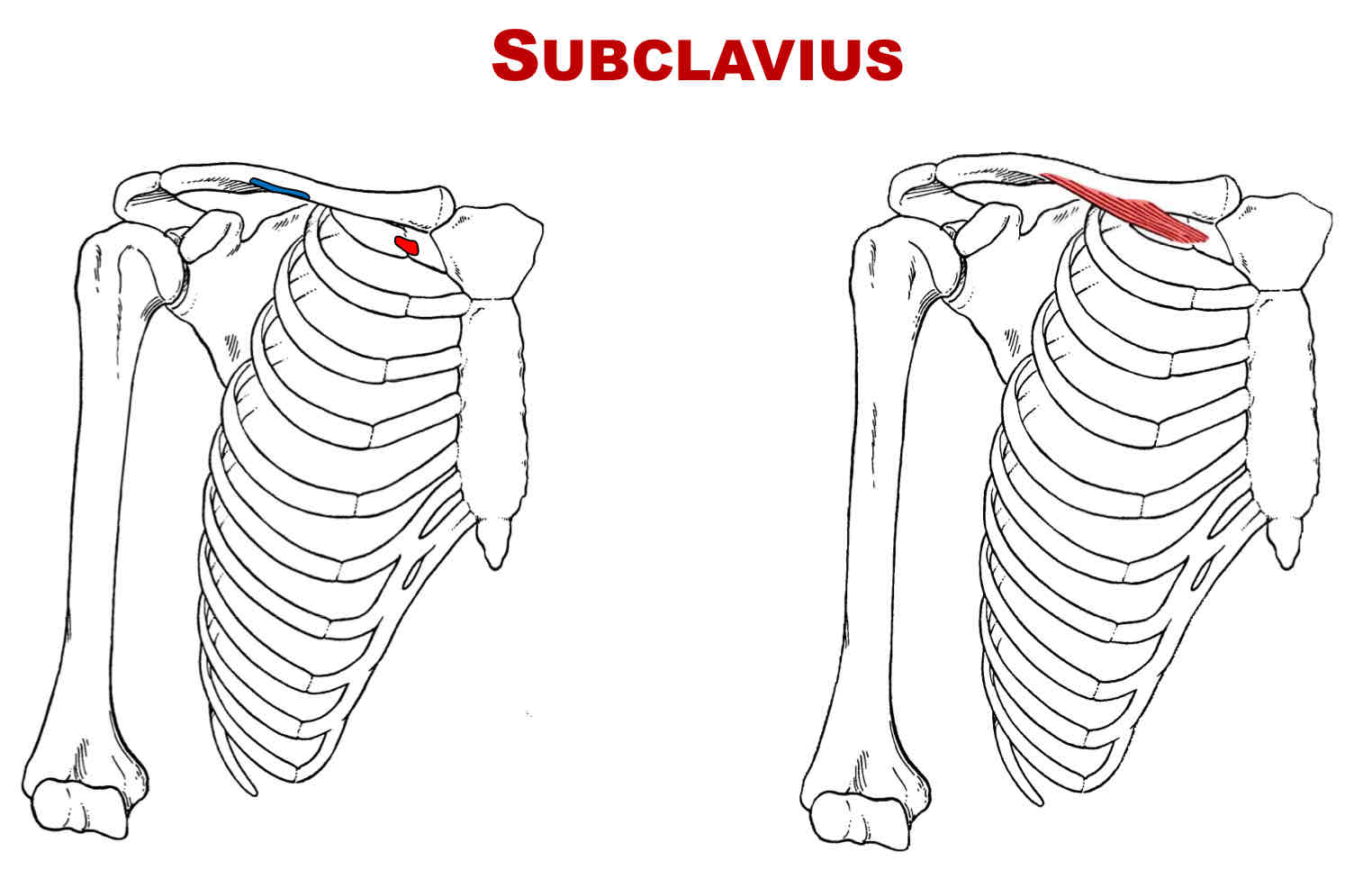 <p>Origin of Subclavius</p>