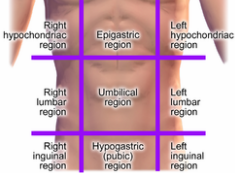 <p>A more detailed division of the abdominopelvic cavity into nine regions (e.g., epigastric, umbilical, hypogastric/pubic, hypochondriac, lateral lumbar, inguinal/iliac), used for precise anatomical and clinical description.</p>