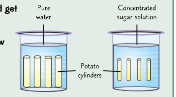 <p>cut up potato into identical cylinder and get some beakers with different sugar solution.</p><p>one pure and one very concentrated. others other concentration.</p><p>measure the length of cylinder and leave them in beaker.</p><p>take them out and measure</p><p>if the cylinder has been drawn in water by osmosis they will be longer.</p><p>if water has been drawn out they will be shorter</p>