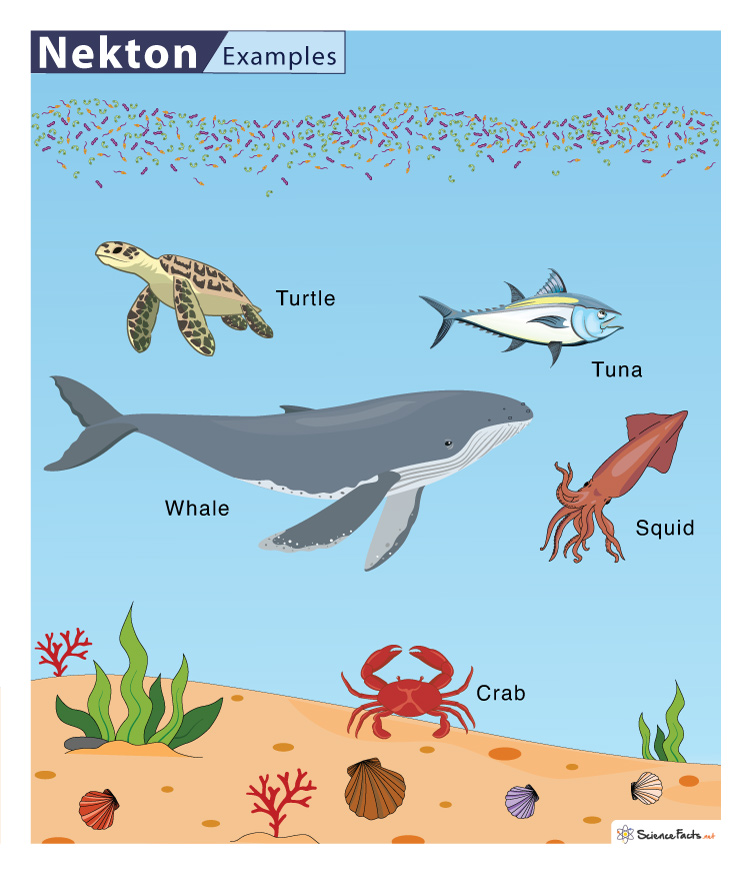 <ul><li><p>Active swimmers</p></li><li><p>Mostly fish and have the same trophic levels to fish</p></li><li><p>Nekton marine invertebrates can also be crustaceans and cephalopods.</p></li></ul>