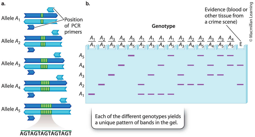 <p>Tandem repeats are useful in DNA typing - the analysis of a small quantity of DNA to uniquely identify an individual; also called DNA fingerprinting.</p><p>The distinct patterns of bands can be used to identify the genotype of any individual for a particular region of DNA. (criminal identification)</p>