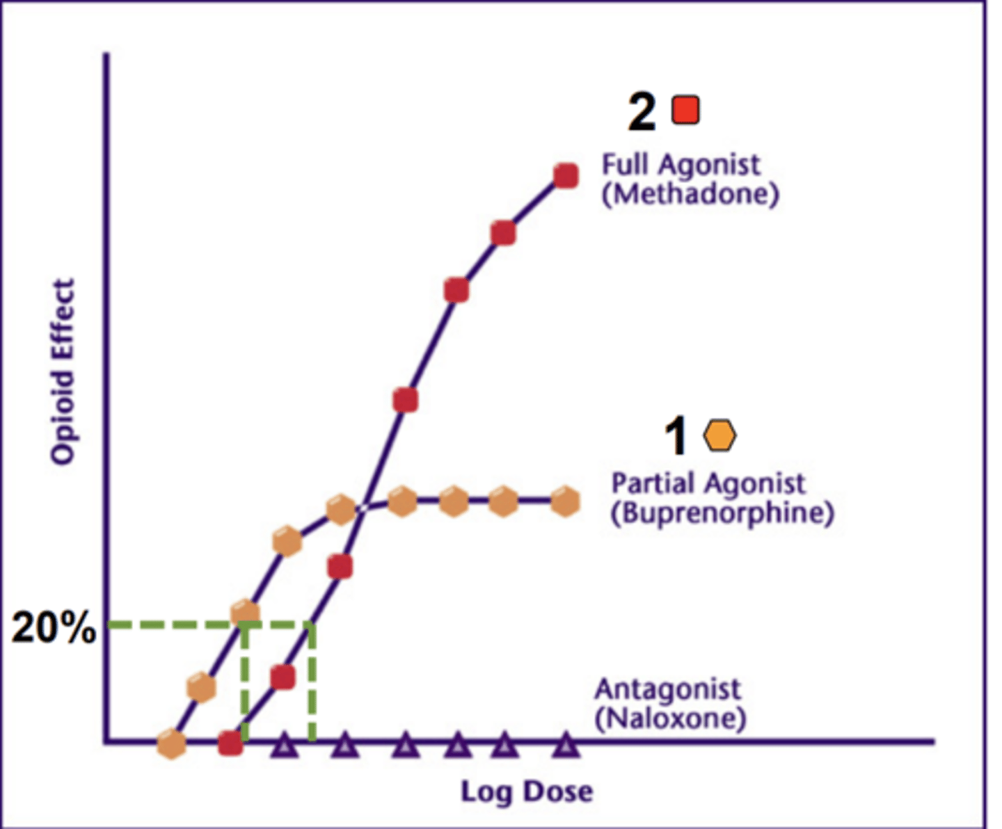 <p>FALSE</p><p>affinity of a partial agonist can be higher</p>