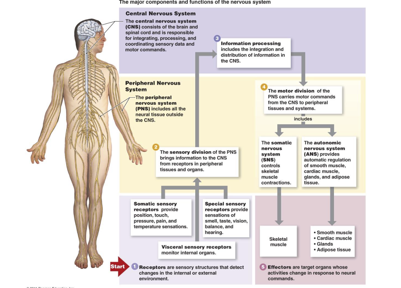 <p>Major components of the nervous system</p>