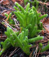 running clubmoss