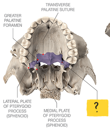 <p>What hole in the <strong>maxilla</strong> is this?</p>