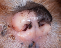 <p>Depigmentation </p>