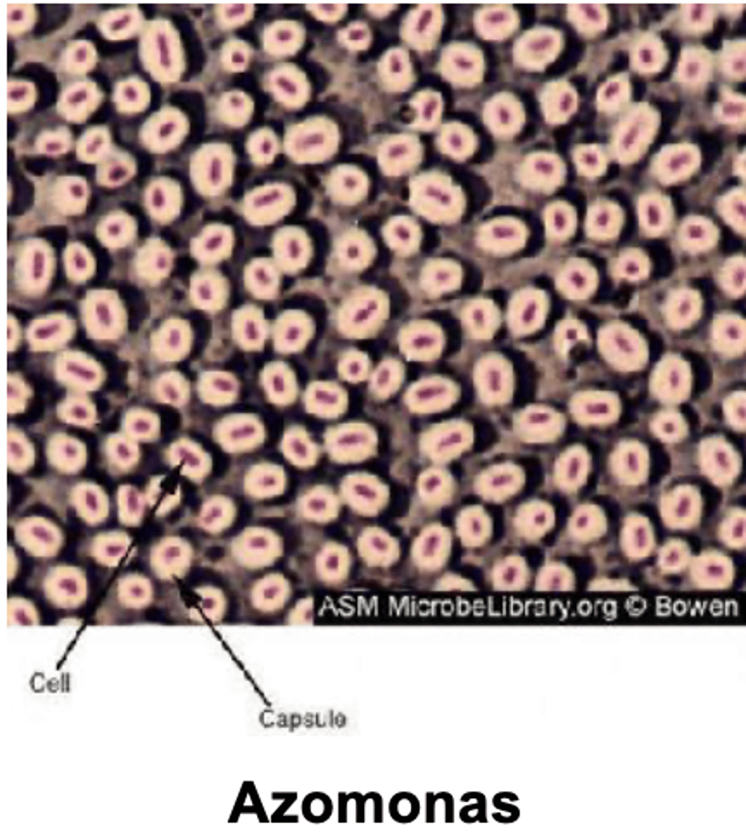 <p>- do not form cysts</p><p>- isolated from freshwater habitats</p><p>- urease-negative, making them capable of utilizing ammonia but not urea as a nitrogen source</p>