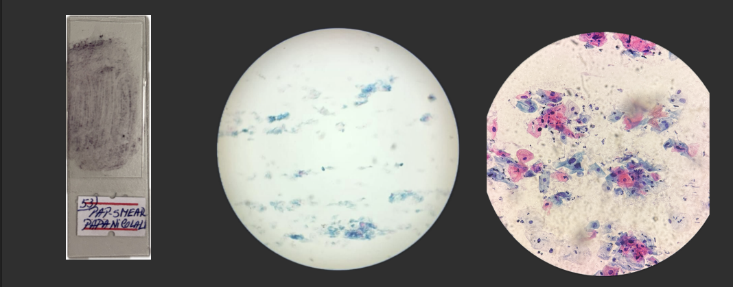 <p>Organ?</p><p>Structure?</p><p>Staining?</p>