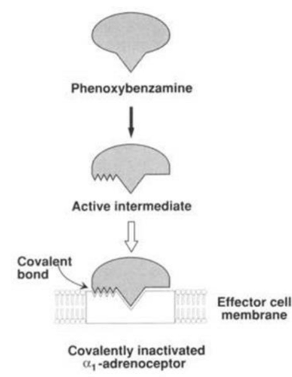 <p>- Irreversible α1 antagonist</p><p>- Clinical uses: Treating hypertension, pheochromocytoma</p><p>- Pro-drug, requires metabolic activation</p><p>- Side-effects: Hypotension, constriction of pupils </p>