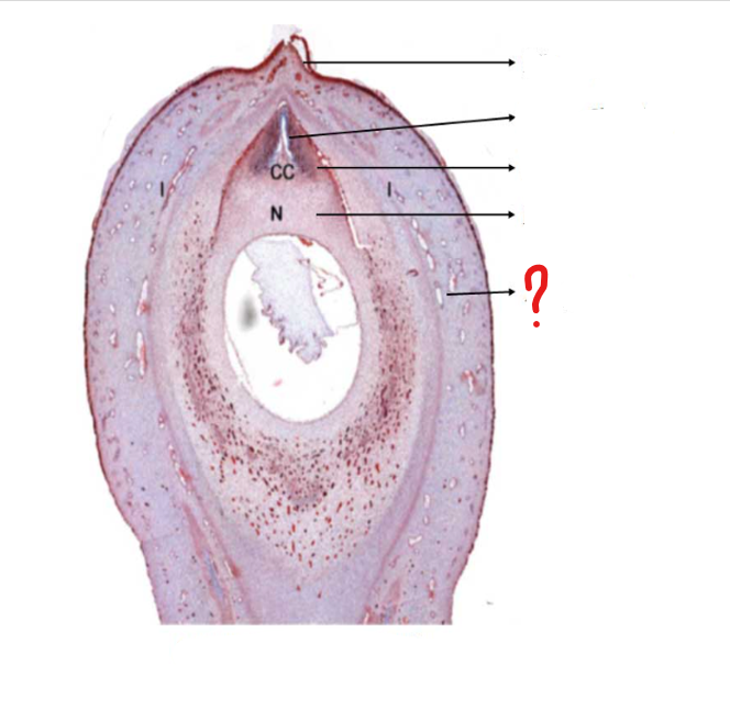 <p>identify the part labeled with a question mark; a tough outer protective layer, especially that of an animal or plant</p>