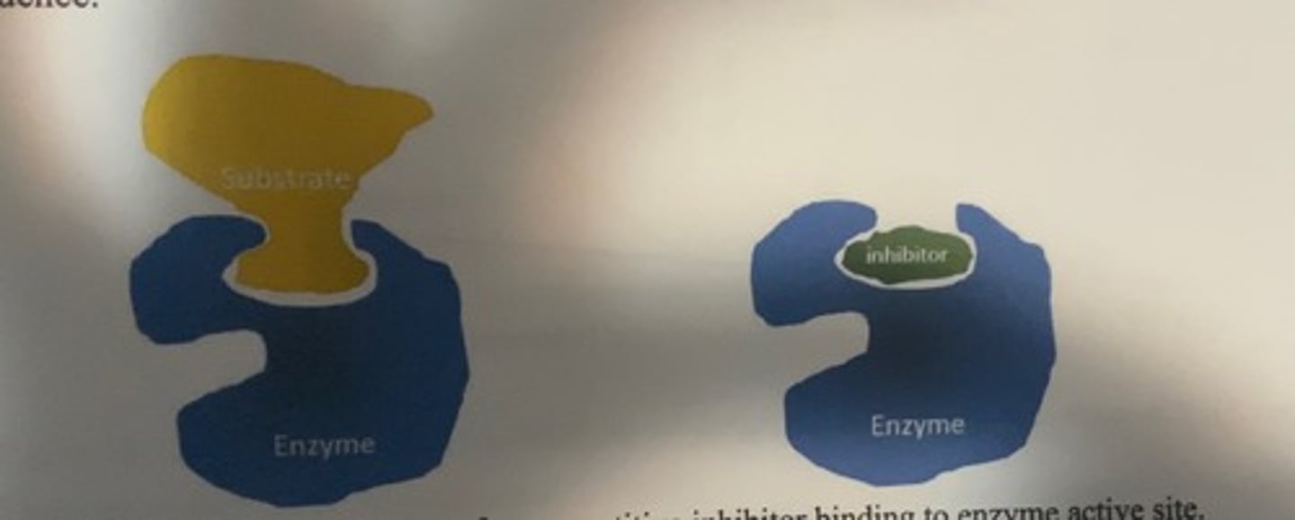 <p>inhibitors that bind to the active site of the enzyme.</p><p>-they compete with the normal substrate</p><p>-competetive inhibitors are often described as resembling the substrate (not always the case).</p><p>-rather, they look like the transition state that exists during the catalytic sequence</p>
