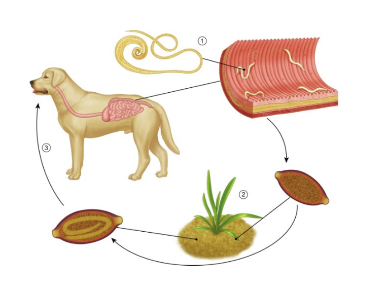 <p>Life cycle belongs to? what is the infective stage?</p>