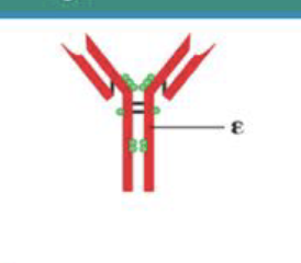 <p>What is the structure of IgE?</p>