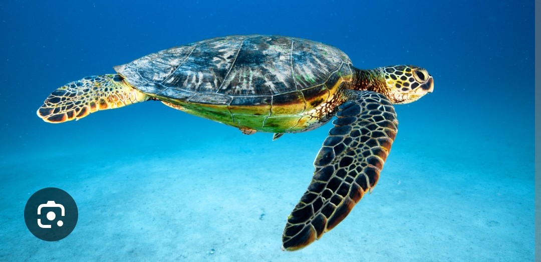<p>Green Sea Turtle (Honu)</p><p class="has-focus">Fun fact: have been known to travel up to1600 miles to find their nesting grounds. Once endangered but have made a significant come back due to conservation efforts. Not named for thier external color but for the color of their fatty tissue as a result of thier diet</p>