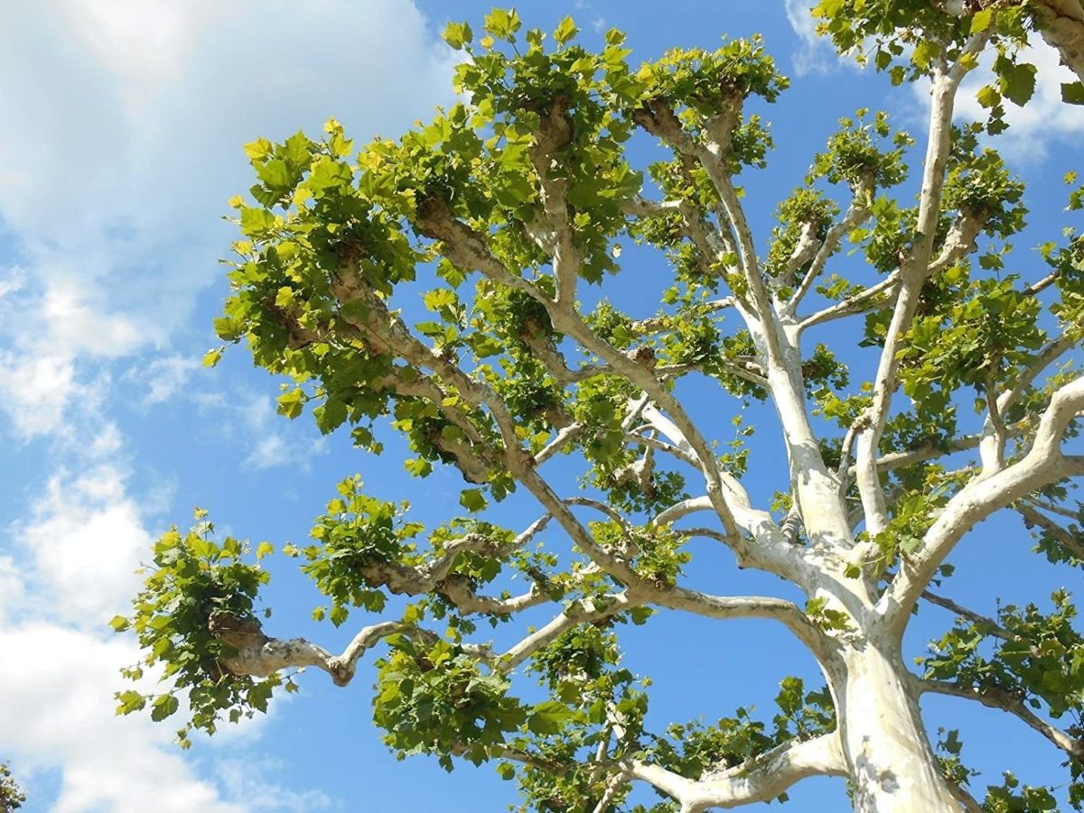 <p>American Sycamore</p>