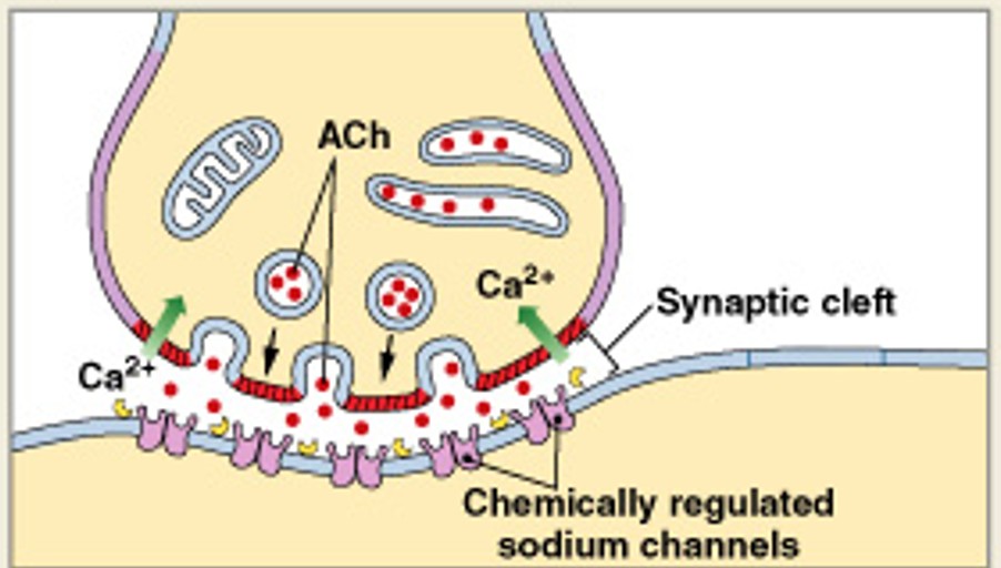 <p>Which step of cholinergic synapse:</p><ul><li><p>Calcium ions enter synaptic knob, trigger exocytosis of ACh</p></li></ul><p></p>