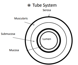 <ul><li><p>Serosa</p></li><li><p>Muscularis</p></li><li><p>Submucosa</p></li><li><p>Mucosa</p></li></ul>