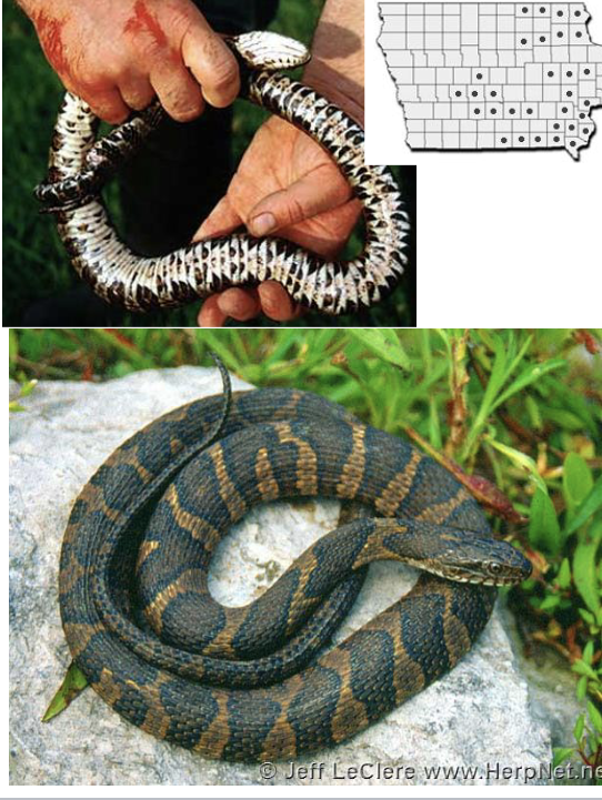 <p>northern water snake</p><ul><li><p>brown/grayish color, belly <strong>white with brown/red half moons </strong></p></li><li><p>light brown/reddish markings</p></li><li><p>bands on neck that become blotches on back, smaller alternating spots on sides </p></li><li><p>scales <u>keeled,</u> anal plate <u>divided</u></p></li></ul><p></p>