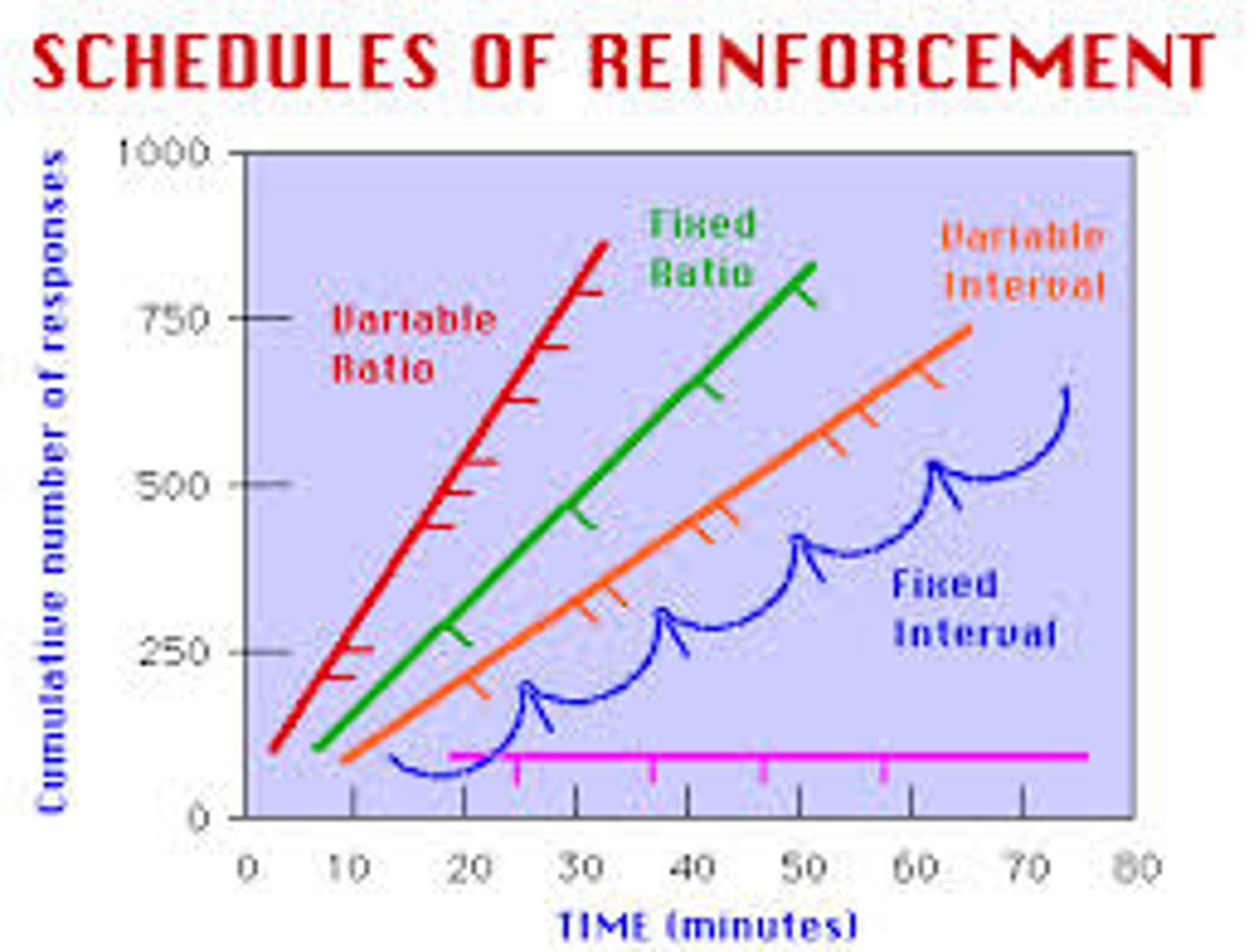 <p>reinforces a response at unpredictable time intervals</p>