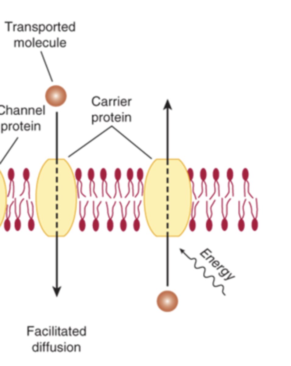 <p>Via facilitated diffusion or energy-dependent mechanisms, often following a concentration gradient</p>