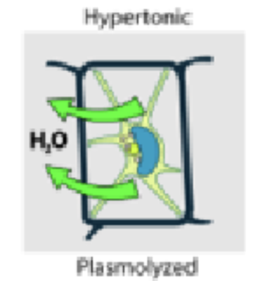 <p>Plasmolyze (shrinked up, hyper in small water amount) (too much water out)</p>