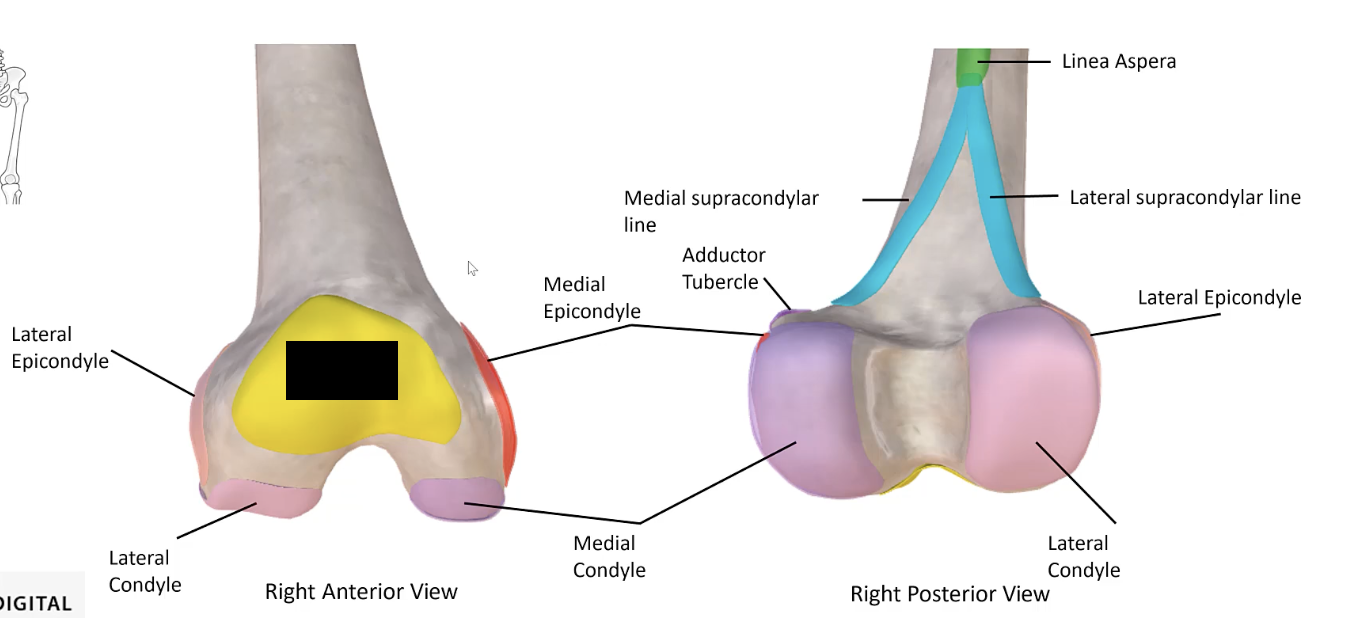 <p>The smooth area on the anterior distal femur that articulates with the patella.</p>