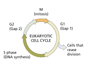 <p>During the S phase in interphase, before the cell divides</p><p></p>
