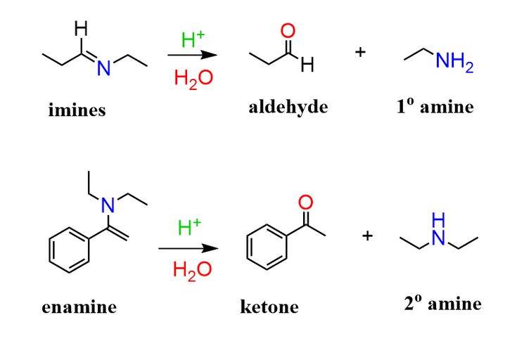 <ul><li><p>forms imine from an aldehyde or ketone and a primary amine (all steps reversible)</p></li></ul><ul><li><p>forms enamine from an aldehyde or ketone and a secondary amine (all steps reversible)</p></li></ul><ul><li><p>Opposite direction is hydrolysis (see picture)</p></li></ul><p></p>