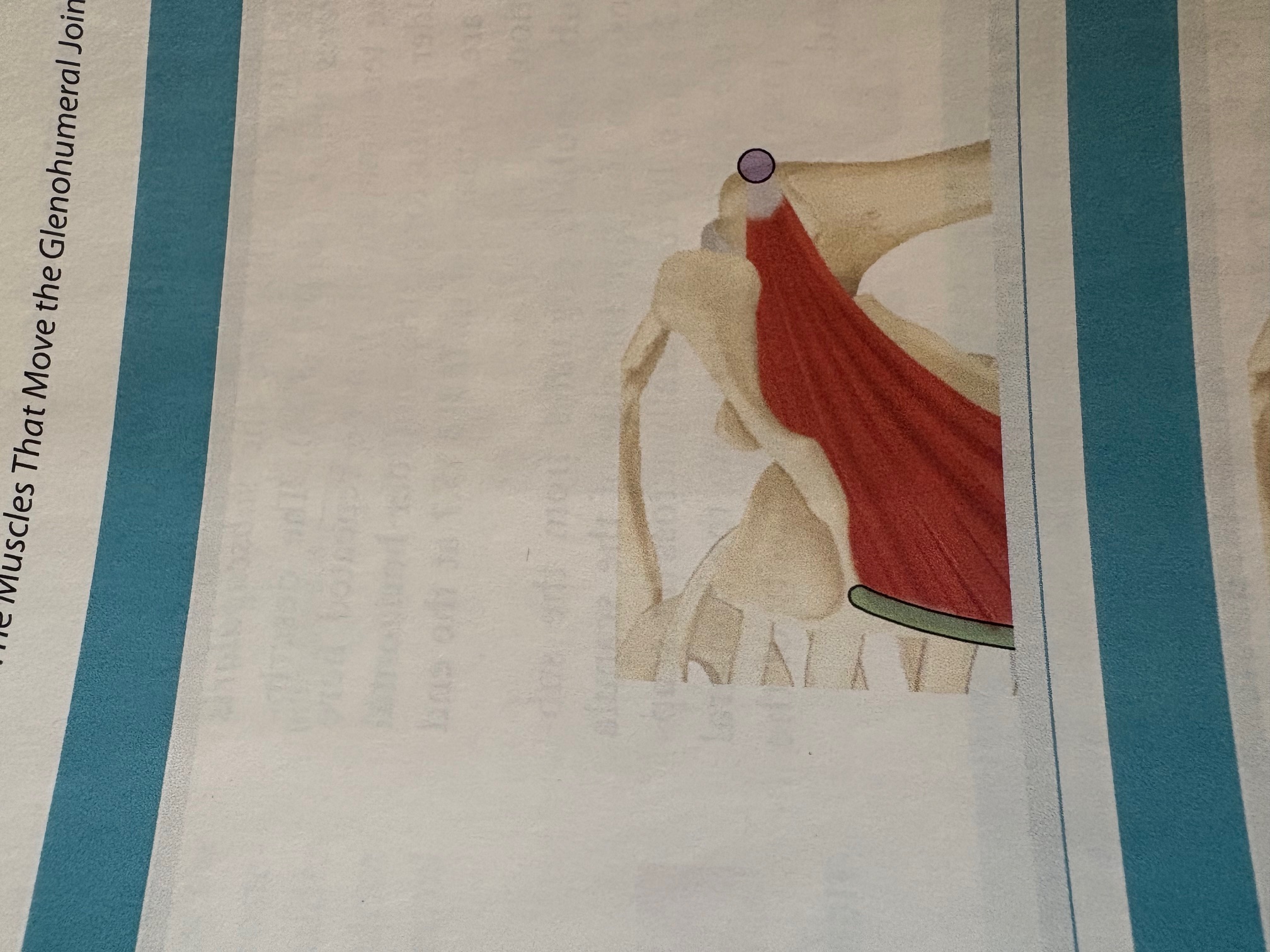 <p>Infraspinatus</p>