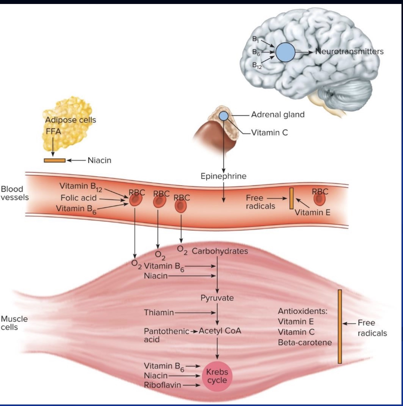 <p>-antioxidants and free radicals</p><p>-B-vitamins and energy metabolism</p><p>-Vit B12 and Folate w/ RBC</p>