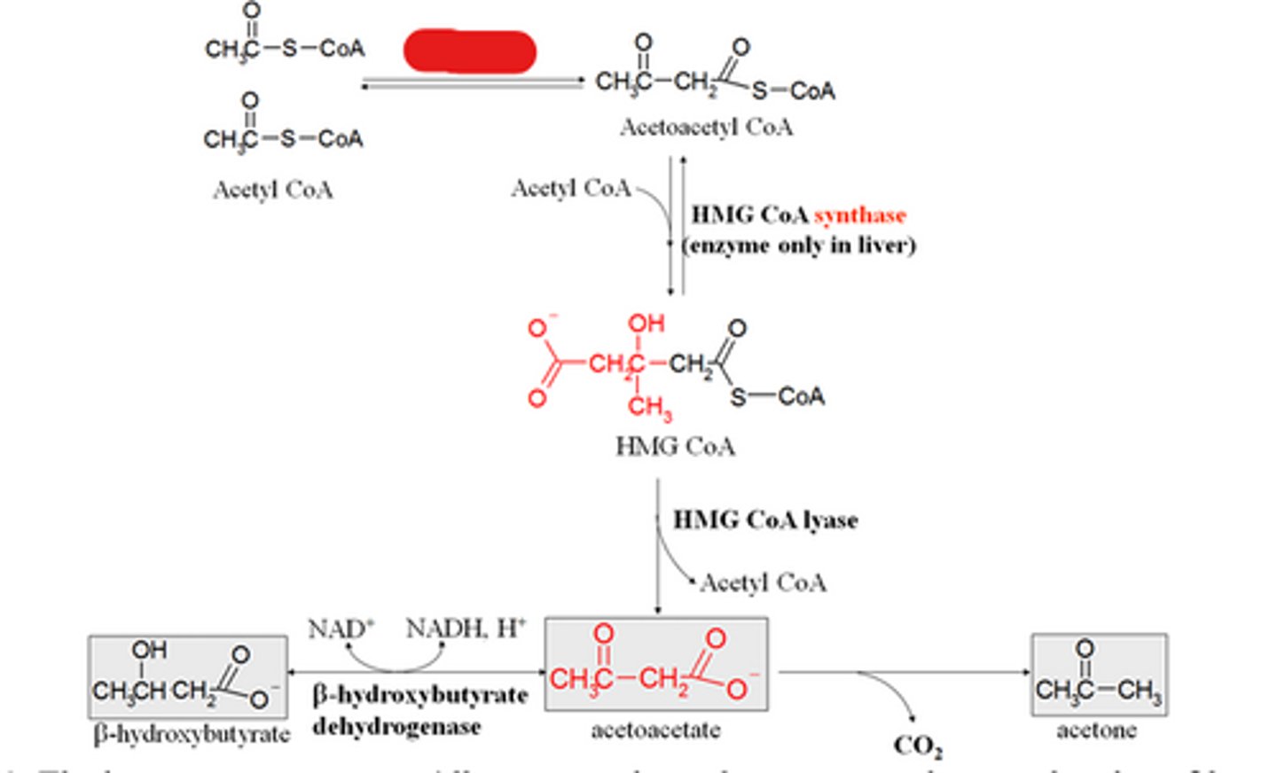 <p>The first rxn is a condensation rxn of 2 acetyl CoA's and is catalyzed by ___________________</p>
