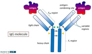 * Several types, most common being IgG
* Produced by B cells (plasma cells) upon infection with a specific antigen
* IgG contains specific antigen recognition site (antigen binding site)

  

  