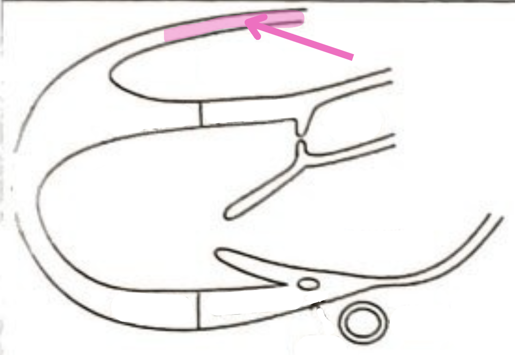 <p>What is this structure? </p>