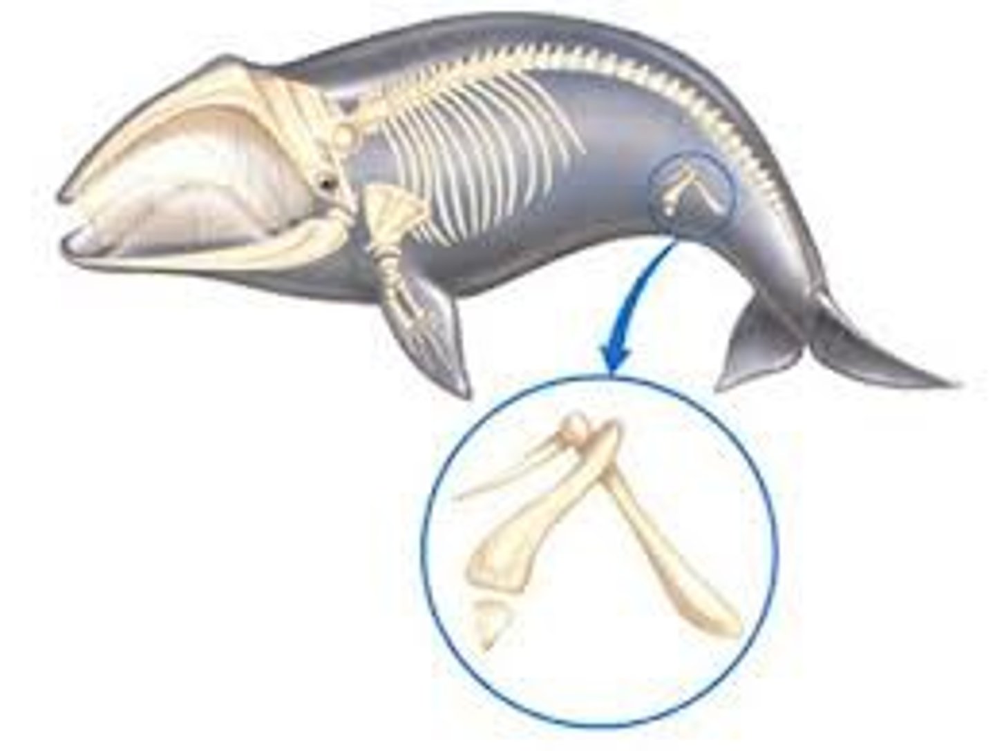 <p>A structure that is present in an organism but no longer serves its original purpose. Many times, vestigial structures are homologous. They may be useless in one species but are essential in others. These organs are normally organs that were once very useful in ancestors but then shrunk so much that they cannot shrink anymore.</p>