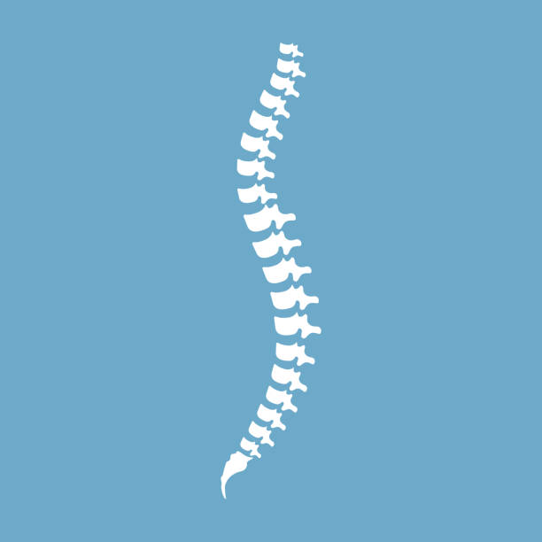 <p>Spine</p>