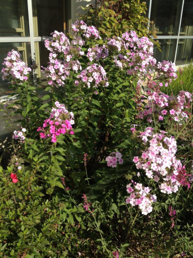 <p>Tall</p><p>Sun</p><p>Cottage garden, pollinator garden</p>