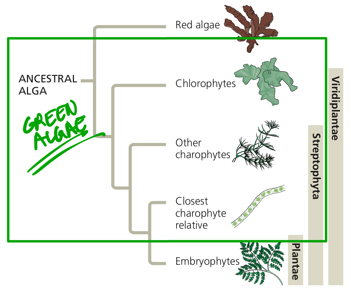 <p>Archaeplastida paraphyletic group, composed of chlorophytes and charophytes.</p>